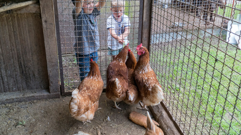 Kinder beim Füttern der Hühner