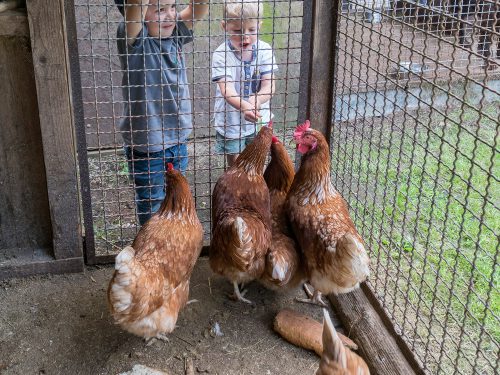 Kinder beim Füttern der Hühner