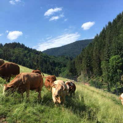 Kühe auf der Weide beim Springhansenhof